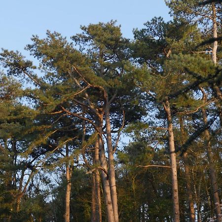 Bain De Foret - Lodges Cosy & Spa Neufchâtel-Hardelot Buitenkant foto